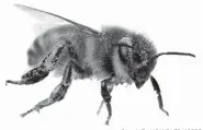  ?? Georgia Tech/CANDLER HOBBS ?? Researcher­s at Georgia Tech found that a bee could shed about 15,000 pollen grains in two minutes as it brushed itself clean.