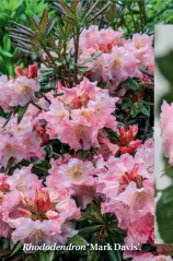  ??  ?? Rhododendr­on ‘Mark Davis’.