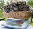  ??  ?? Die drei Baby Leoparden wiegen zusam men etwa sechs Kilogramm.