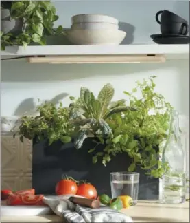  ?? PHOTO COURTESY OF MODERN SPROUT ?? Grow herbs or other leafy greens indoors under a Growbar LED light fixture or near a sunny window.