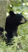  ??  ?? Up to 105,000 black bears live in Ontario.