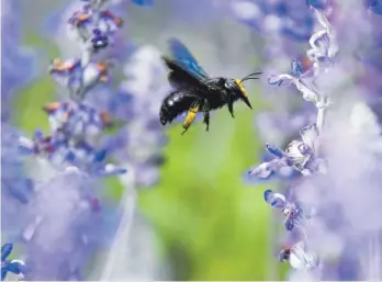  ?? FOTO: DPA ?? Eine Wildbiene auf Nahrungssu­che. Auch am Bodensee gibt es wieder mehr Wildbienen­arten (Symbolfoto).