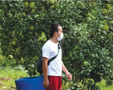  ??  ?? Matibag hopes to own a citrus farm one day. In the photo, he looks on as his uncle harvests some pomelo.