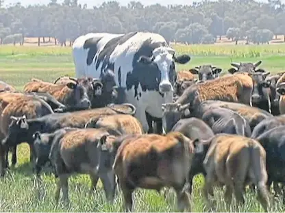  ??  ?? British animals still have some way to go before they reach the super-size scale of Knickers, the Australian steer which has become an internet sensation.