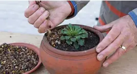  ?? ?? A layer of gravel will help protect your alpine plants from rotting