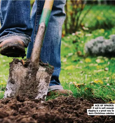  ?? ?? ACE OF SPADES: If soil is soft enough digging is a great way to burn Christmas calories