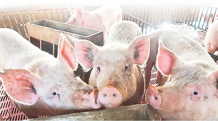  ??  ?? THE Department of Agricultur­e has vowed to remain vigilant and will secure the local swine industry against the ASF virus.