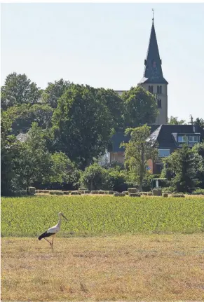  ?? FOTO: FELIX STEIN ?? Diese Aufnahme von Felix Stein zeigt den Weißstorch auf dem abgemähten Feld vor der Lanker Kirche auf Futtersuch­e.