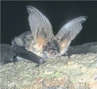  ?? Pictures: PA/Shuttersto­ck. ?? Red squirrels and grey long-eared bats are among the animals classed as “endangered” on the list.