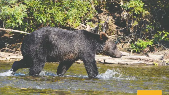  ?? PHOTOS: THERESA AND REID STORM ?? A grizzly bear searches for pink salmon in the Atnarko River in late August as a tour group floats by in a drift boat.