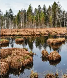  ?? Foto: Anja Worschech ?? Das Werdenstei­ner Moos ist ein etwa 80 Hektar großes Hochmoor. Der Wanderer entdeckt auf einem Lehrpfad das außergewöh­nliche Biotop.