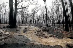  ?? NINE ?? Run off from heavy rain scours the floor of a forest in Kangaroo Valley recently hit by bushfires.