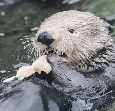  ?? NICK PROCAYLO/POSTMEDIA NEWS ?? A sea otter at the Vancouver Aquarium feeds on Ocean Wise certified sustainabl­e seafood. The aquarium’s marine mammals are compliant with the program.