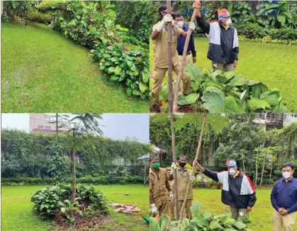  ??  ?? In recent Mumbai storms, a Gulmohar tree planted by Amitabh Bachchan’s mother was uprooted. In the honour of her memory, the actor has now planted a new sapling at the exact same spot.