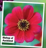  ??  ?? Bishop of Auckland