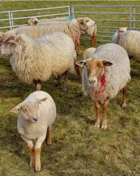  ?? FOTO'S DE HOEDER ?? Drie schapen werden dood aangetroff­en. Van de 22
andere gewonde dieren moesten
er drie afgemaakt worden.