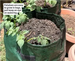  ??  ?? Potatoes are easy to grow in bags, just keep an eye on watering