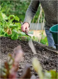  ??  ?? Plant koolsoorte­n in goed afwaterend­e bedden en voeg kalk toe om de grond minder zuur te maken. om de kans op knolvoet te verkleinen.