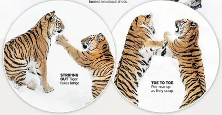  ??  ?? STRIPING OUT Tiger takes lunge TOE TO TOE Pair rear up as they scrap