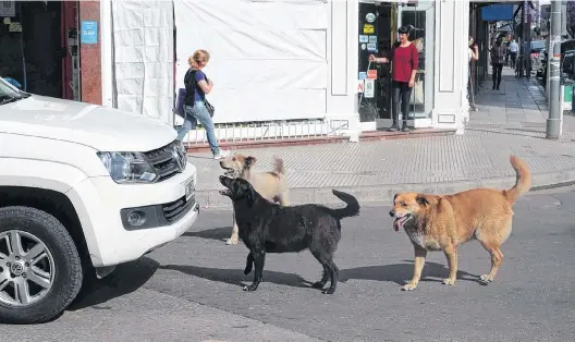  ?? RODRIGO GARCÍA-LA NUEVA. ?? Algunos estudios previos especulan que son unos 50 mil los perros que se encuentran en situación de calle en la ciudad.