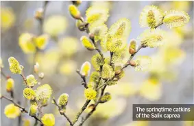  ??  ?? The springtime catkins of the Salix caprea