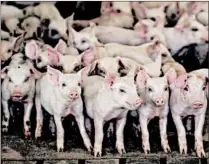  ?? JOSE M. OSORIO/CHICAGO TRIBUNE ?? Piglets in one of the two barns for piglets only are seen in April at Leman Farms in Eureka, Illinois.