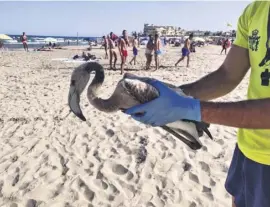  ??  ?? This young flamingo ended up at La Zenia beach