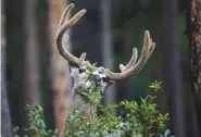  ??  ?? A buck forages for edible leaves Thursday in Grand Teton National Park, Wyo. Thursday marked the 100th anniversar­y of the National Park Service.