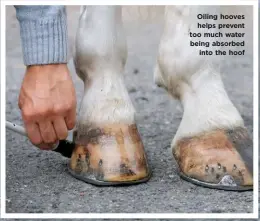  ??  ?? Oiling hooves helps prevent too much water being absorbed into the hoof