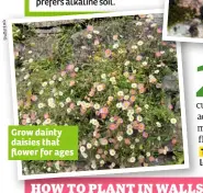  ??  ?? Grow dainty daisies that flower for ages