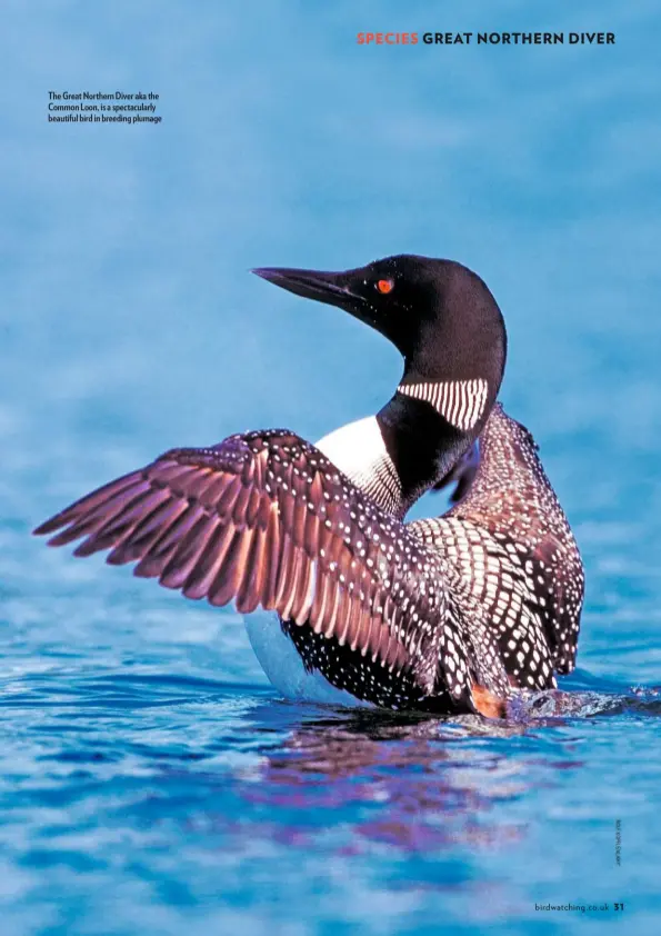  ??  ?? The Great Northern Diver aka the Common Loon, is a spectacula­rly beautiful bird in breeding plumage