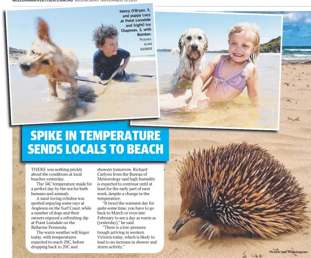  ?? Picture: just fin/instagram ?? Henry O’Bryan, 5, and puppy Lucy at Point Lonsdale and (right) Iv y Chapman, 3, with Bomber. Pictures: ALAN BARBER