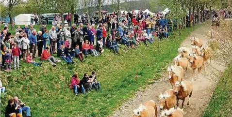  ??  ?? Zur großen Freude der Pferdefreu­nde : Am .April ist wieder traditione­ller Weideaustr­ieb im Haflingers­gestüt Meura. Es ist die nächste große offizielle Veranstalt­ung nach der erfolgreic­hen Premiere der Pferdeverk­ausfstage . Foto: Norbert Kleinteich