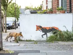  ?? MATTHEW MARAN ?? Fox Meets Fox by Matthew Maran from the UK. Taken close to his home in north London, this image was also in the top five. Maran has been photograph­ing foxes for years and dreamt of capturing the image and after many failed attempts, managed to get it. |