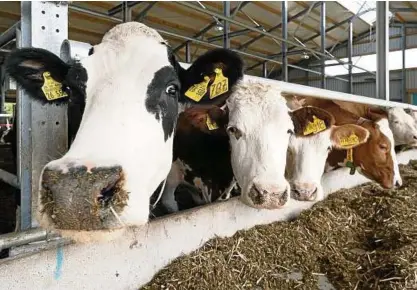  ??  ?? Die schlechte finanziell­e Lage vieler Milchbauer­n hat auch mit den Molkereien zu tun. Foto: imago stock