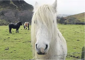  ?? Picture: Angus Whitson. ?? Making new friends in Glenesk: Garron ponies.
