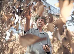  ?? AFP ?? Cambodian farmer Chhim Laem picks peppercorn­s from dead pepper plants on his farm in Kampot province.