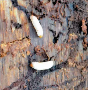  ?? HANDOUT IMAGE ?? Spruce beetle larvae are shown on the bark of a tree.