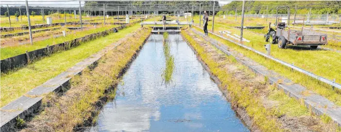  ?? FOTO: BART KOELMANS ?? Am Grunde dieses Kanals testen niederländ­ische Forscher, wie sich winzige Plastiktei­lchen auf die Umwelt auswirken.