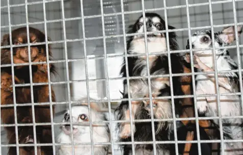  ?? Foto: Christian Mühlhause ?? Die meisten der Hunde, die das Tierheim Hamlar vor zwei Wochen von einem verwahrlos­ten Areal bei Rain geholt hat, sind Chihuahuas. In wenigen Wochen können sie an einen neuen Besitzer vermittelt werden.