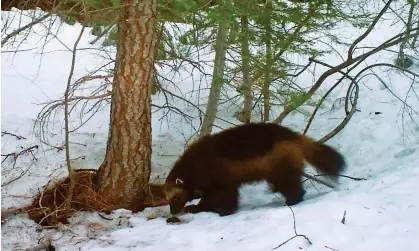  ?? Photograph: Chris Stermer/AP ?? This photo provided by the California department of fish and wildlife from a remote camera, shows a wolverine in the Tahoe national forest near Truckee in 2016.