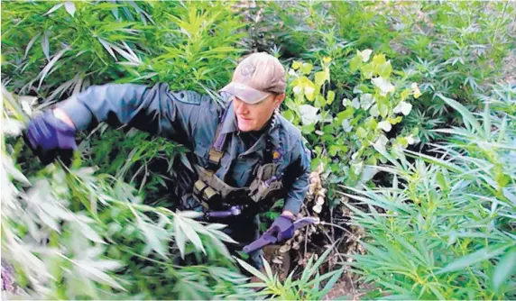  ?? LUIS SINCO / LOS ANGELES TIMES ?? A warden with the California Department of Fish and Wildlife hacks down marijuana plants found growing in a deep ravine in the Sierra Nevada foothills near Kernville.