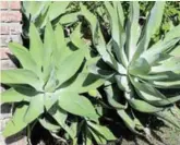  ??  ?? WET: The fat juicy leaves of Agave attenuate make it perfect for retarding fire.