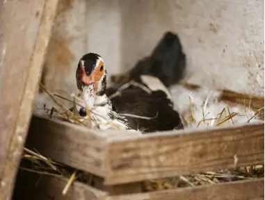  ??  ?? A female Muscovy duck (Cairina moschata) incubates eggs.