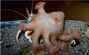  ??  ?? LEFT: Not an alien, not a fish, but a new species of sea anenome dubbed Epizoanthu­s xenomorpho­ideus. BELOW: The Phinda widow – an extremely noticable spider that went unnoticed by science until 2019.