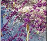  ?? (Special to the Democrat-Gazette/Janet B. Carson) ?? Even before its leaves drop, the berries of Callicarpa americana make a big color statement.