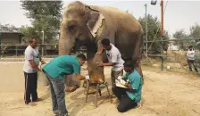  ?? Reuters ?? Vets treat a wound on a female elephant at the Wildlife SOS Elephant Conservati­on and Care Centre.