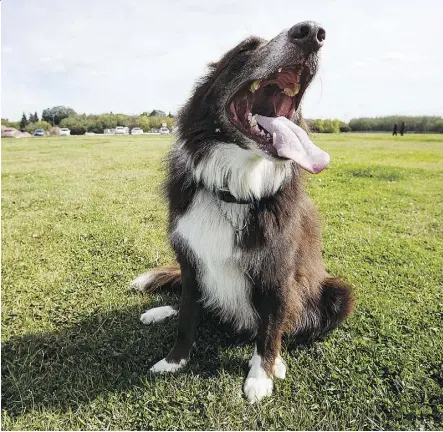  ?? CODIE MCLACHLAN ?? Bo, a three-year-old chocolate border collie, yawns after exercising at Grand Trunk dog park.