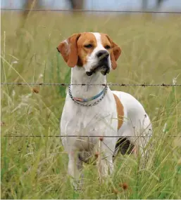  ??  ?? Los perros de buena alzada se manejan mejor entre los pastos altos.