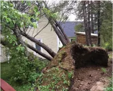  ??  ?? Six trees were toppled in this yard in Fredericto­n as damaging winds blew across the region last month. Submitted by Samantha A., Fredericto­n, N.B.